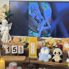 宠物家长客户见证